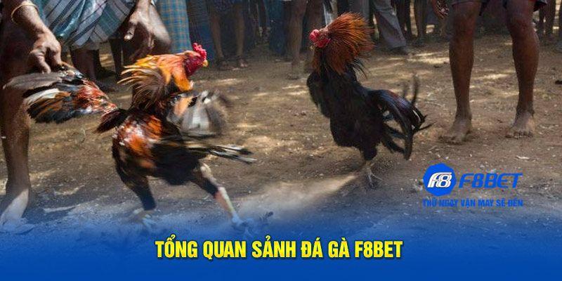 Giới thiệu tổng quan bộ môn đá gà f8bet